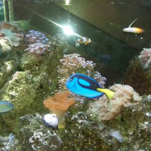 Poseta Javnog akvarijuma i terarijuma u Beogradu-5