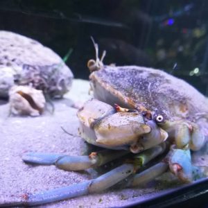 Poseta Javnog akvarijuma i terarijuma u Beogradu-7