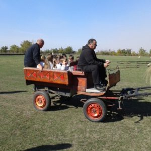 Poseta Ergele konja u Crepaji-10