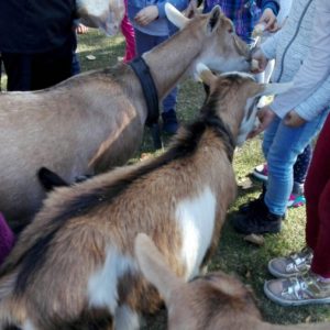 Poseta Ergele konja u Crepaji-16